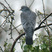 Stock Dove
